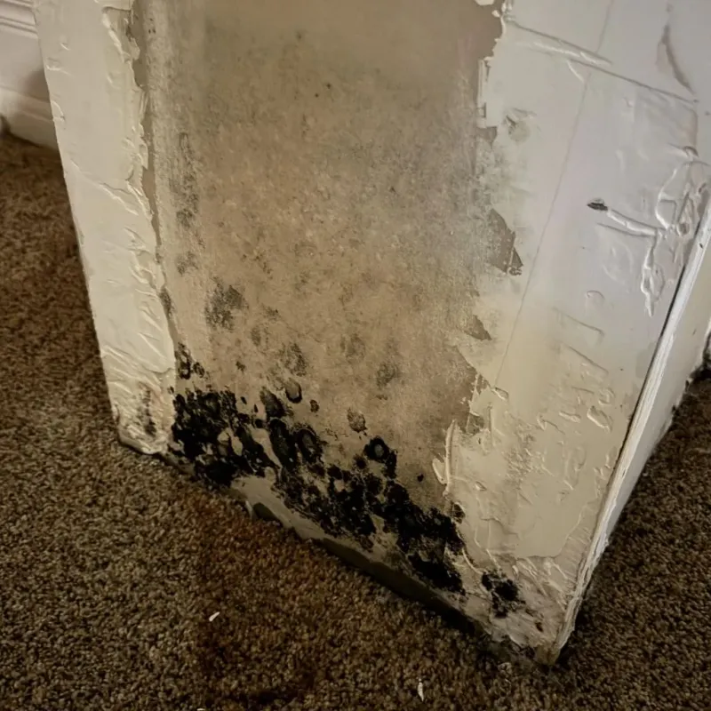 Professional Mold Removal in Clinton County, PA